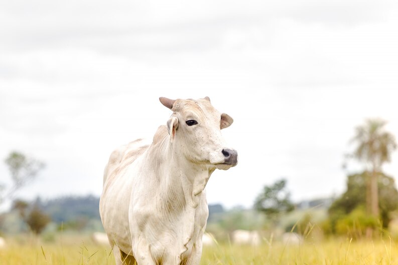 Sapi Ongole: Ciri, Keunggulan, dan Peran dalam Dunia Peternakan!