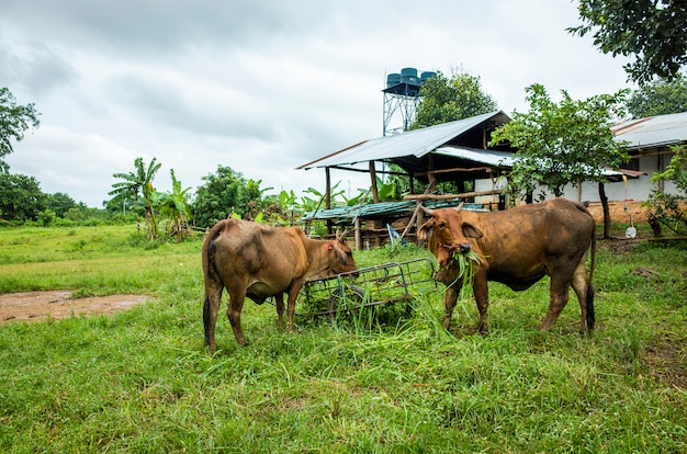 Peternakan Sapi Premium, Rahasia di Balik Daging Berkualitas Tinggi Meatguy Steakhouse!