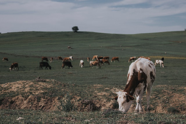 Farm to Table: The Remarkable Journey of Beef at Meatguy Steakhouse