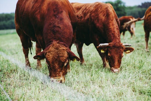 Grass-Fed vs. Grain-Fed: Perbedaan Kualitas dan Rasa Daging Sapi