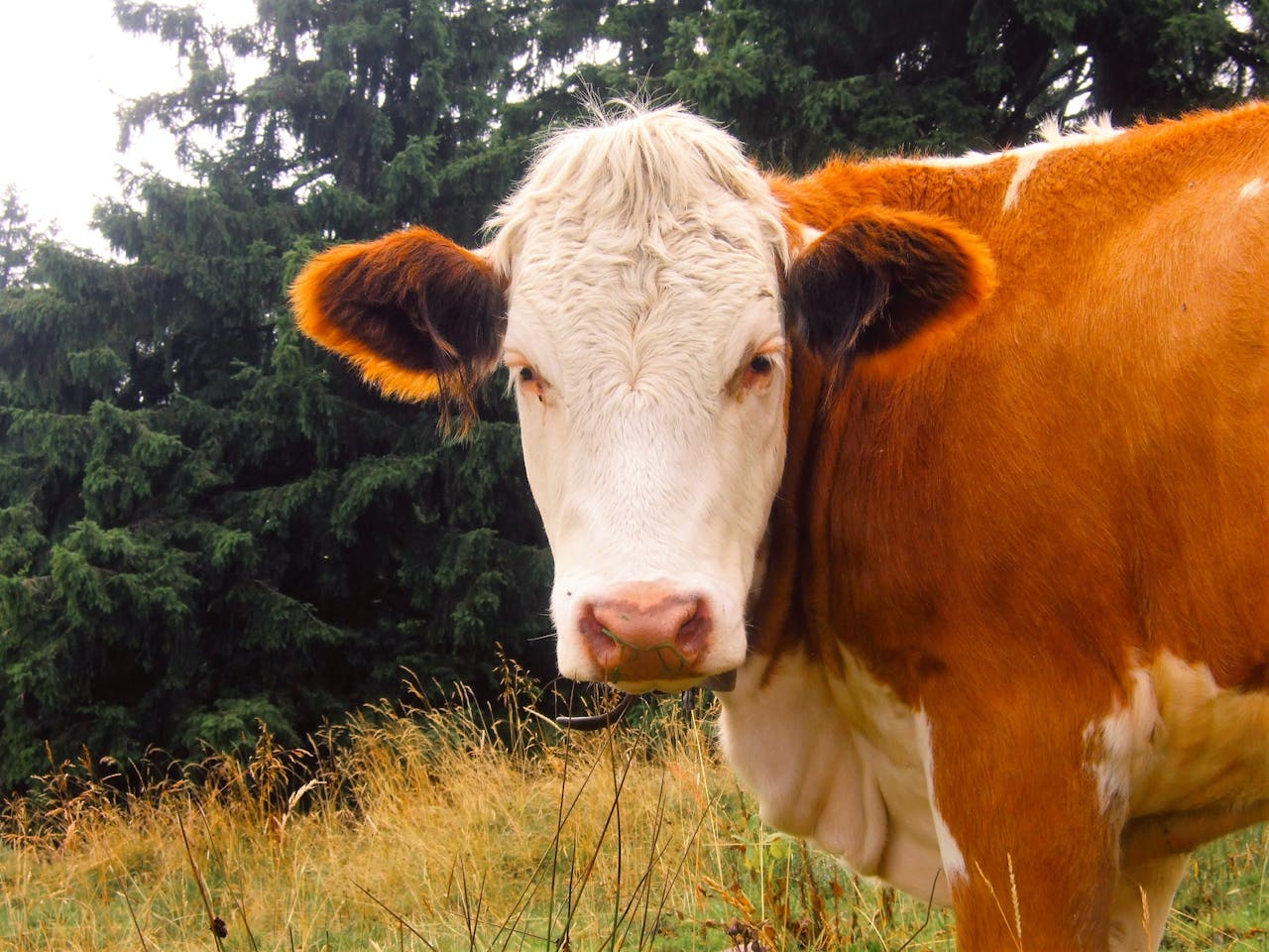 Keistimewaan Daging Sapi Australia, Rahasia di Balik Kualitas dan Ciri Khasnya!