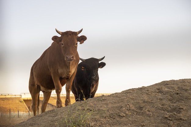 Ini Perbedaan Daging Sapi dengan Kerbau dan Keunikannya!