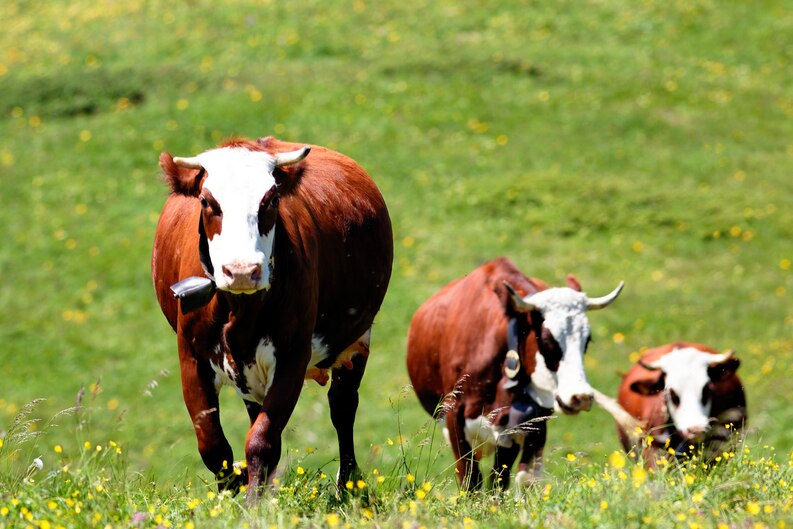 17 Jenis Sapi Terlangka di Dunia yang Harus Anda Ketahui!