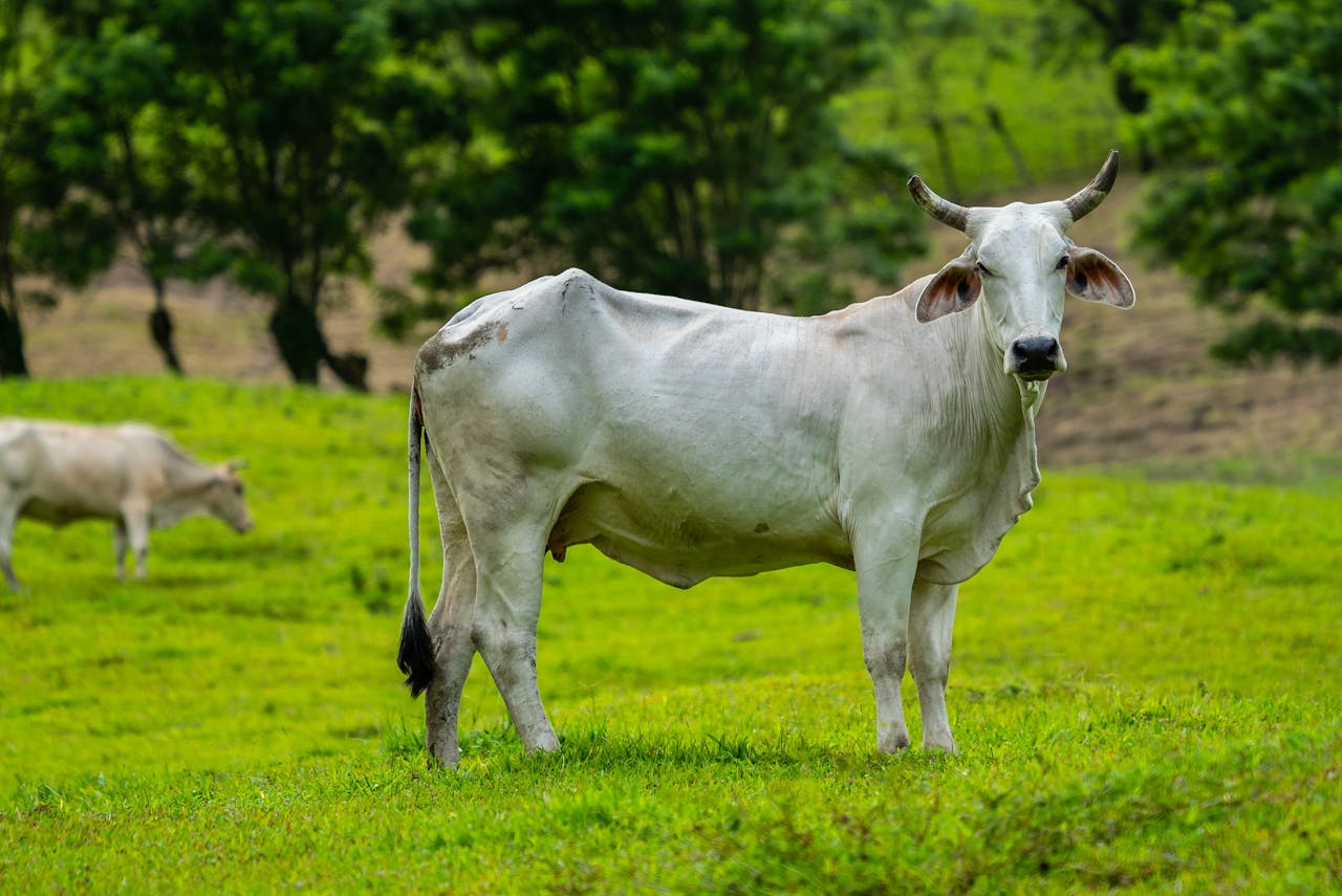 Sapi Lokal Indonesia, Jenis dan Karakteristiknya!