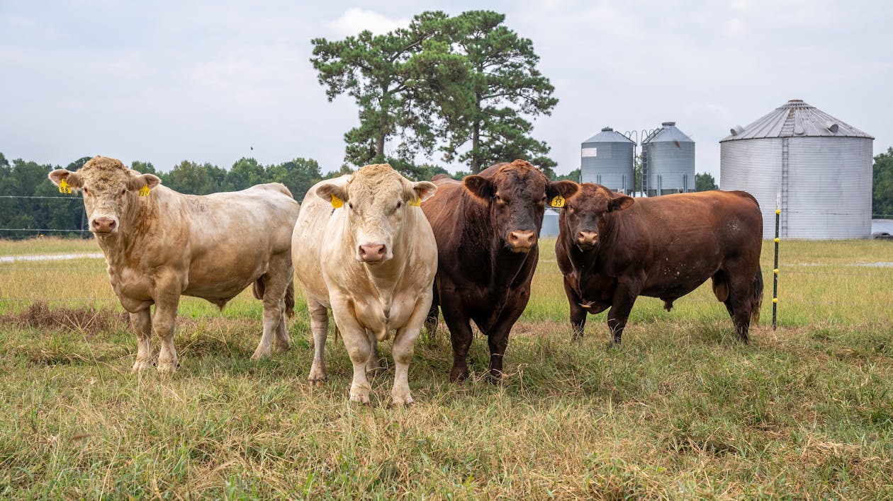 Perbedaan Sapi Wagyu dan Angus: Mana yang Lebih Istimewa?